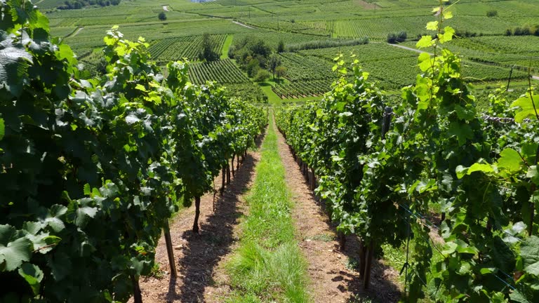 Walking up at hill slope in aisle between grapevine bushes, looking back