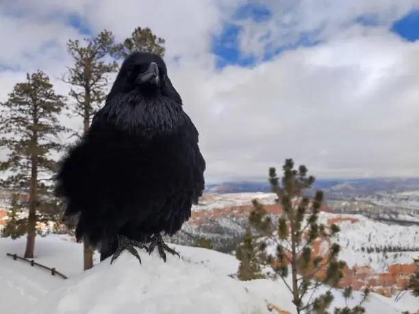 Photo of a black crow and views of the fairy chimneys or rock hoodoos of Bryce Canyon National Park on a snowy winter day in southwestern Utah