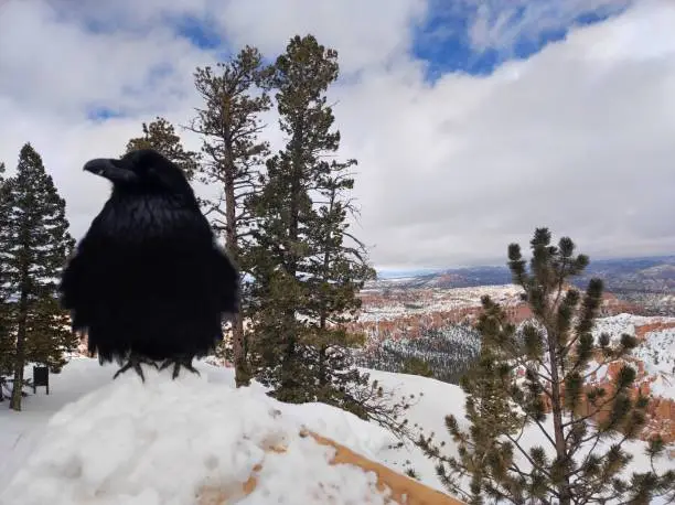 Photo of a black crow and views of the fairy chimneys or rock hoodoos of Bryce Canyon National Park on a snowy winter day in southwestern Utah