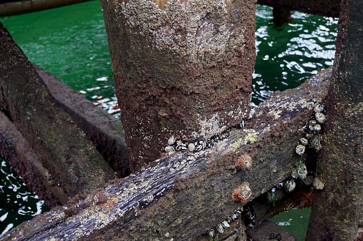 Close-up of ferry wharf timber posts and bolts covered in barnacles