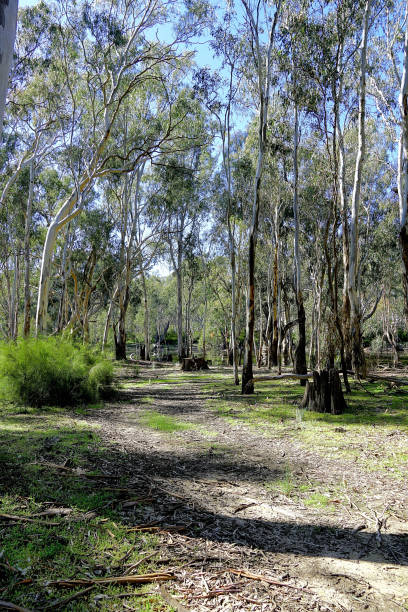 istock Lower Moira, Victoria, Australia 1486976806