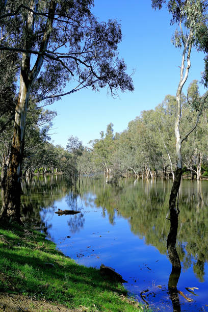 istock Lower Moira, Victoria, Australia 1486977248