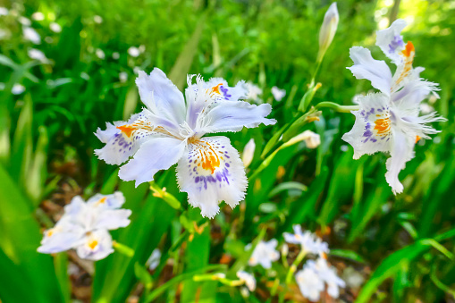 Iris japonica, Fringed Iris, Japanese Iris, Shaga