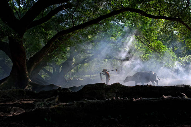 Fujian Yangjiaxi Big Banyan Tree