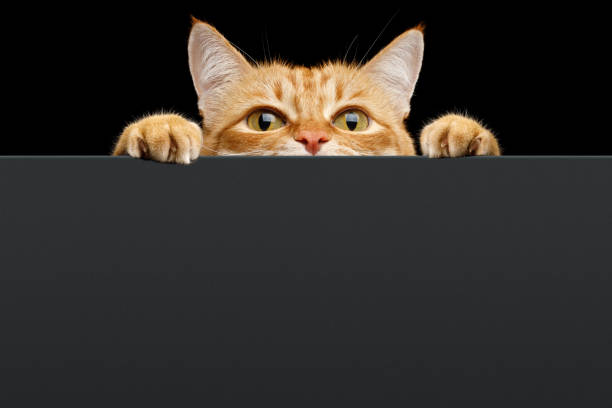 istock Ginger cat peeks out from behind the background. Isolated on black background 1486979735