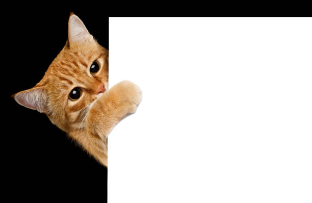 istock Ginger cat peeks out from behind the background. Isolated on black background 1486979736