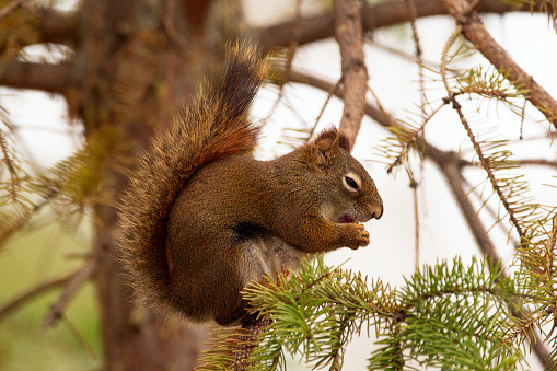 Funny American red squirrel is sitting on a spruce branch and eating in spring.