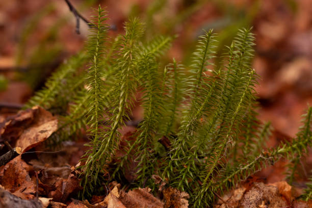 istock Lycopodium annotinum is growing in the wild in the wet forest in spring. 1486979785