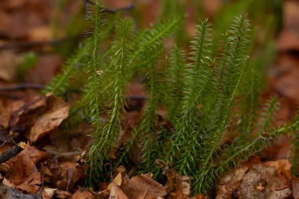Lycopodium annotinum is growing in the wild in the wet forest in spring. Spinulum (or Lycopodium) annotinum is growing among brown leaves in the forest ground in spring. lycopodiaceae photos stock pictures, royalty-free photos & images