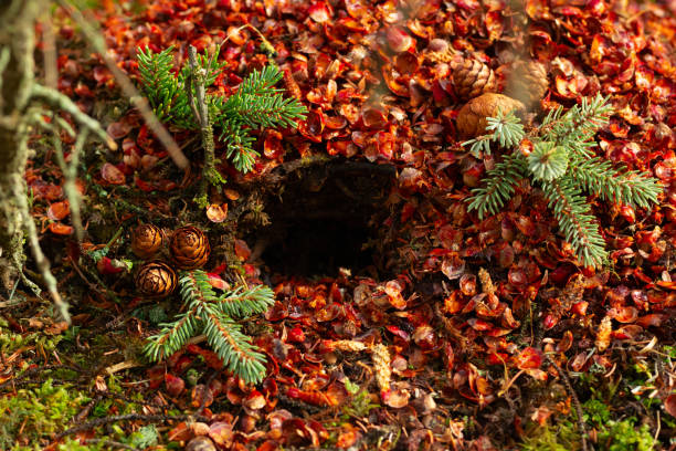 Midden of a squirrel in the coniferous forest under the spruce tree.