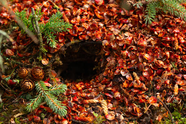 istock Midden of a squirrel in the coniferous forest under the spruce tree. 1486979848