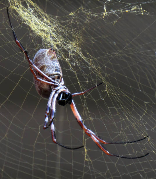 istock Golden Orb Weaving Spider 1486979856