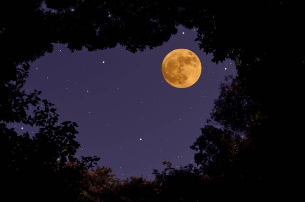 Looking up a strawberry full moon through the natural trees frame