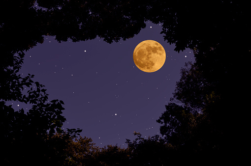Looking up a strawberry full moon and lots of stars through the natural trees frame.