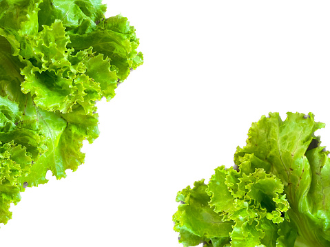 Fresh Lettuce on the white background and space for text