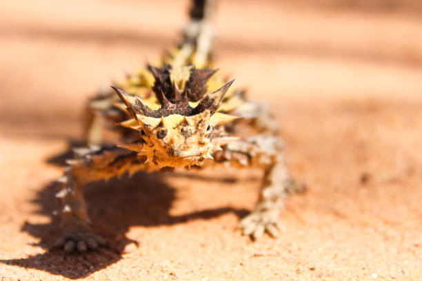 Thorny Devil The Thorny Devil Lizard is also known as thorny dragon and mountain devil and Moloch. Found in Australia. moloch horridus stock pictures, royalty-free photos & images