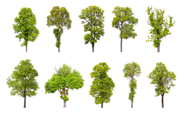 istock Collection of trees isolated on white background, A beautiful trees from Thailand. 1486982616