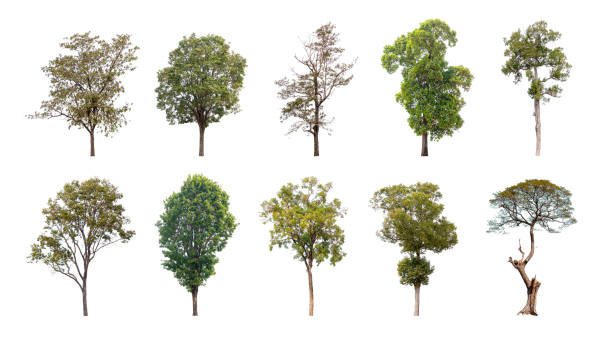 istock Collection of trees isolated on white background, A beautiful trees from Thailand. 1486982705