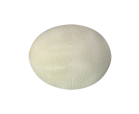Ostrich egg isolated on white background. Big ostrich egg