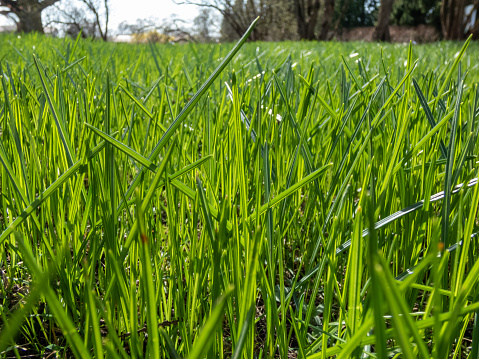 Hierba larga y verde que crece en el césped en primavera a la luz del sol. Antecedentes naturales photo