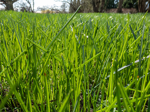 Long, green grass growing in lawn in spring in bright sunlight. Nature background