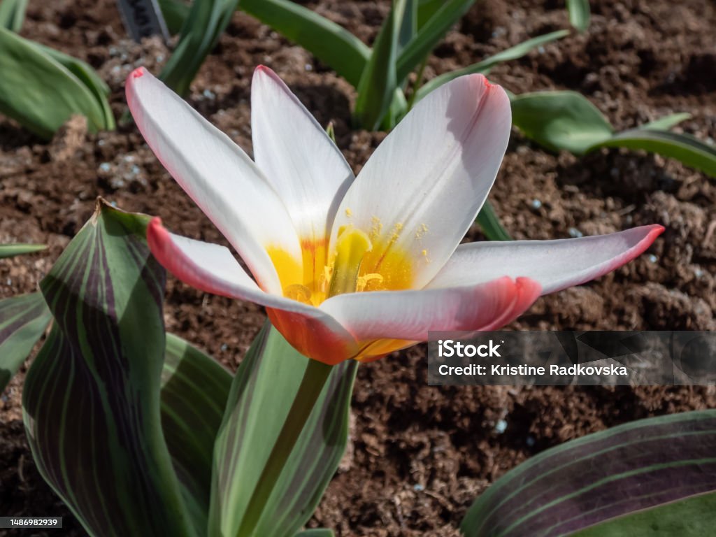 Tulip 'Heart's delight' blooming in superb combinations of red, rose and golden yellow in early to mid-spring Close-up shot of the tulip 'Heart's delight' blooming in superb combinations of red, rose and golden yellow in early to mid-spring Awe Stock Photo