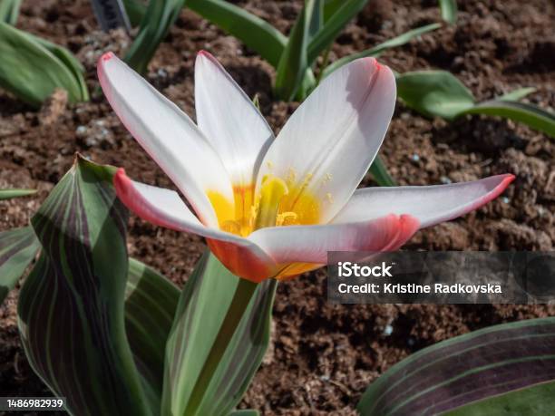 Tulip Hearts Delight Blooming In Superb Combinations Of Red Rose And Golden Yellow In Early To Midspring Stock Photo - Download Image Now
