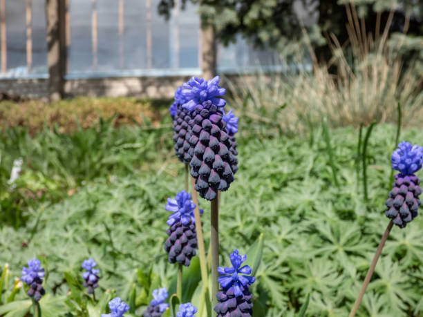 Close-up of gorgeous grape hyacinth (Muscari latifolium) buds displaying two different kinds of flowers. At the top are the light blue, below are dark purple-blue flowers in spring Close-up shot of gorgeous grape hyacinth (Muscari latifolium) buds displaying two different kinds of flowers. At the top are the light blue, below are dark purple-blue flowers in early spring muscari latifolium stock pictures, royalty-free photos & images