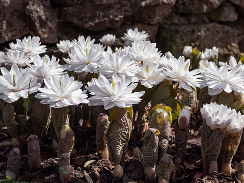 Decorative cultivar of the Bloodroot (Sanguinaria canadensis) Multiplex with large, full, white flowers blooming in sunlight in early spring