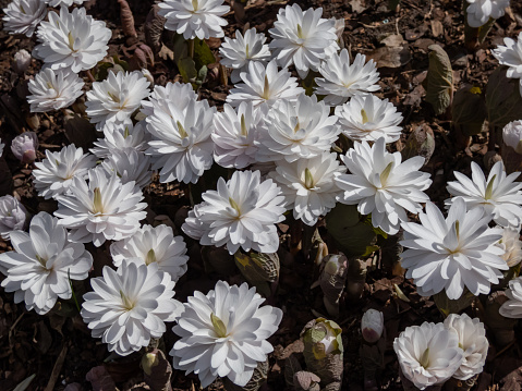 Decorative cultivar of the Bloodroot (Sanguinaria canadensis) Multiplex with large, full, white flowers blooming in sunlight in early spring
