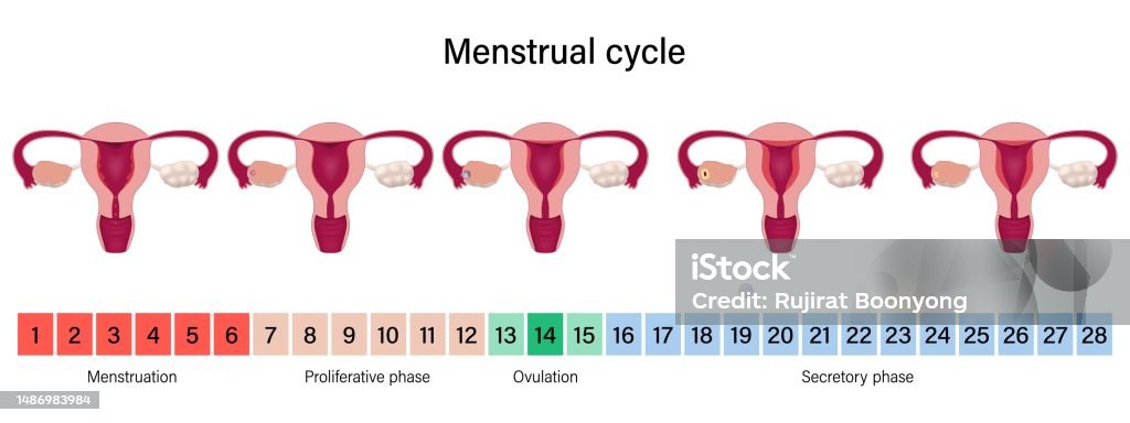 생리주기 월경 증식 배란 및 분비 단계 여성 생식 기관 배란에 대한 스톡 벡터 아트 및 기타 이미지 - 배란, 자궁, 순서 ...