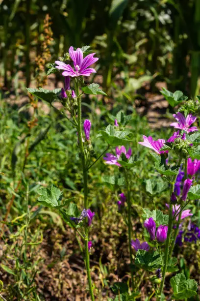 Flower of garden tree-mallow with droplets of dew on the petals Lavatera thuringiaca.