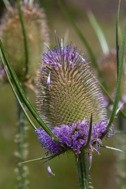 istock Dipsacus fullonum, wild teasel flowers in garden macro selective focus 1486984726
