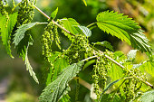 The nettle dioecious Urtica dioica with green leaves grows in natural thickets