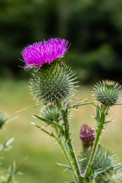 fiori di cardo mariano benedetto nel campo, da vicino. silybum marianum rimedio a base di erbe, cardo di santa maria, cardo mariano scozzese, cardo mariano - marian foto e immagini stock