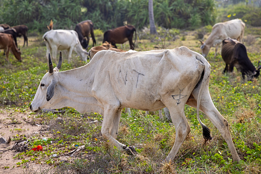 Cows on a road near Chalatenango, El Salvador