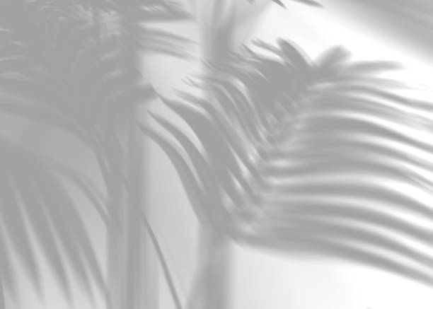 istock Shadow from palm leaves, overlay effect. Realistic gray shadow on white background. Applicable for product presentation, photos, backdrop. Sun light. 3D render. 1486988127