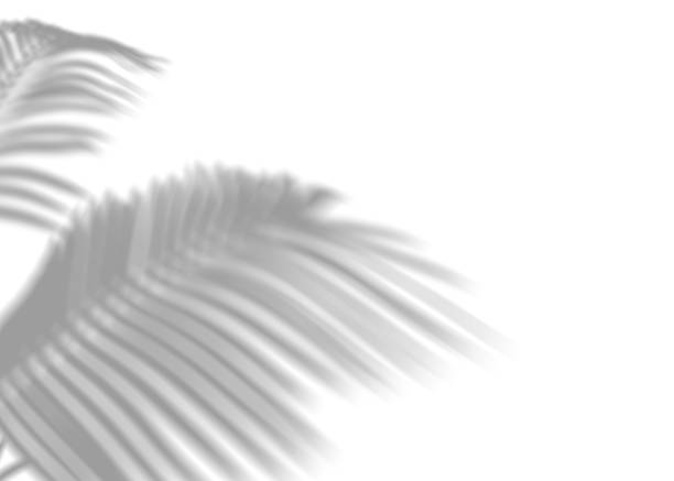 istock Shadow from palm leaves, overlay effect. Realistic gray shadow on white background. Applicable for product presentation, photos, backdrop. Sun light. 3D render. 1486988133
