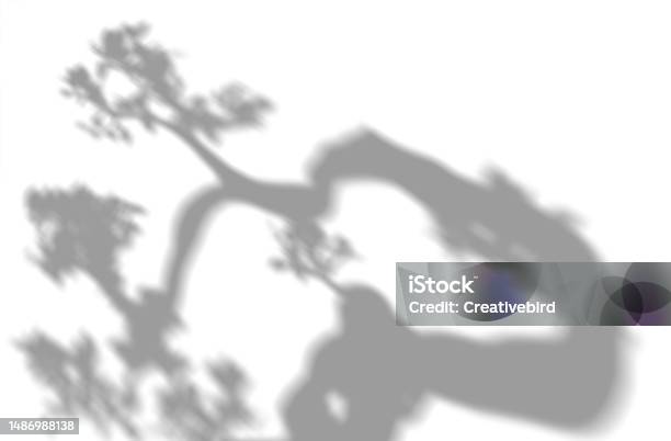 Shadow From Plants Leaves And Branch Overlay Effect Realistic Gray Shadow On White Background Applicable For Product Presentation Photos Backdrop Sun Light 3d Render Stock Photo - Download Image Now