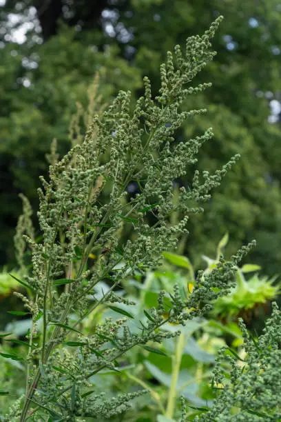 Chenopodium album is a type of annual herbaceous gray-green, covered with grayish powder plants of the Lobodaceae family.