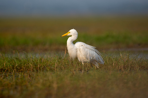 Little egret (Egretta garzetta)