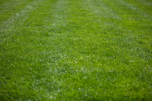 REALLY healthy spring GREEN grass on a sloped area so the foreground is in focus and the background is out of focus.  This selective focus should add value to you if you use it as a background.Horizontal composition