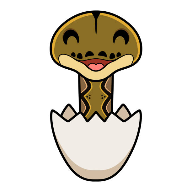 Cute reticulatus python cartoon inside an egg Vector illustration of Cute reticulatus python cartoon inside an egg python-egg stock illustrations