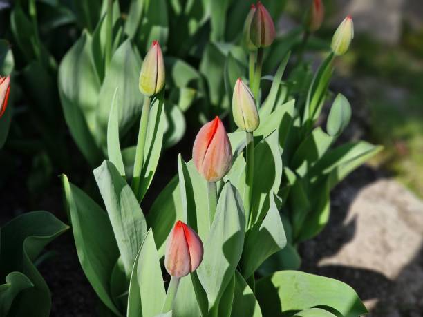 istock Picnic in thematic gardens in spring entourage 1486990525