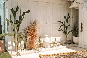 Outdoor scene with several cacti of various sizes against a wooden background