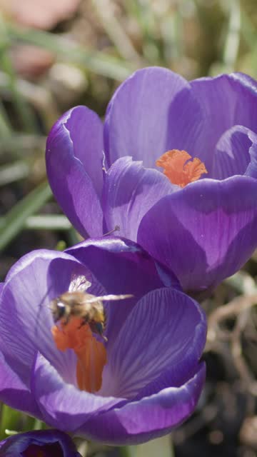 Vertical video. Two purple crocuses. A honey bee flies up and sits on a flower.