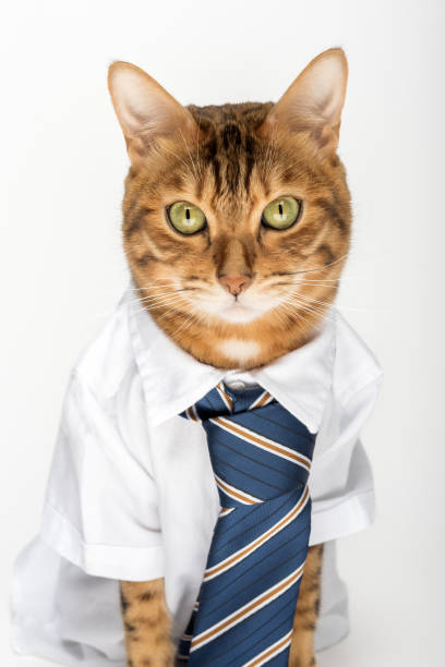 istock Business cat in a shirt with a tie on a white background. 1486991647