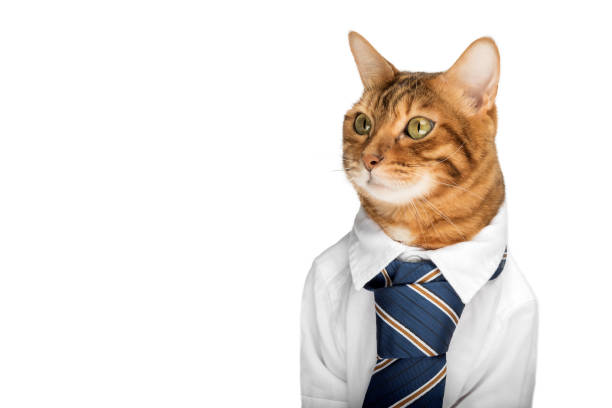 istock Business cat in a shirt with a tie on a white background. 1486991652