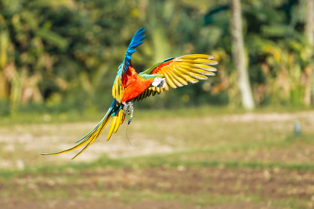 istock beautiful macaw bird flying sky in rural area 1486992169