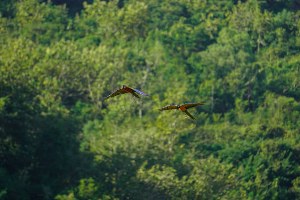 istock beautiful macaw bird flying sky in rural area 1486992300